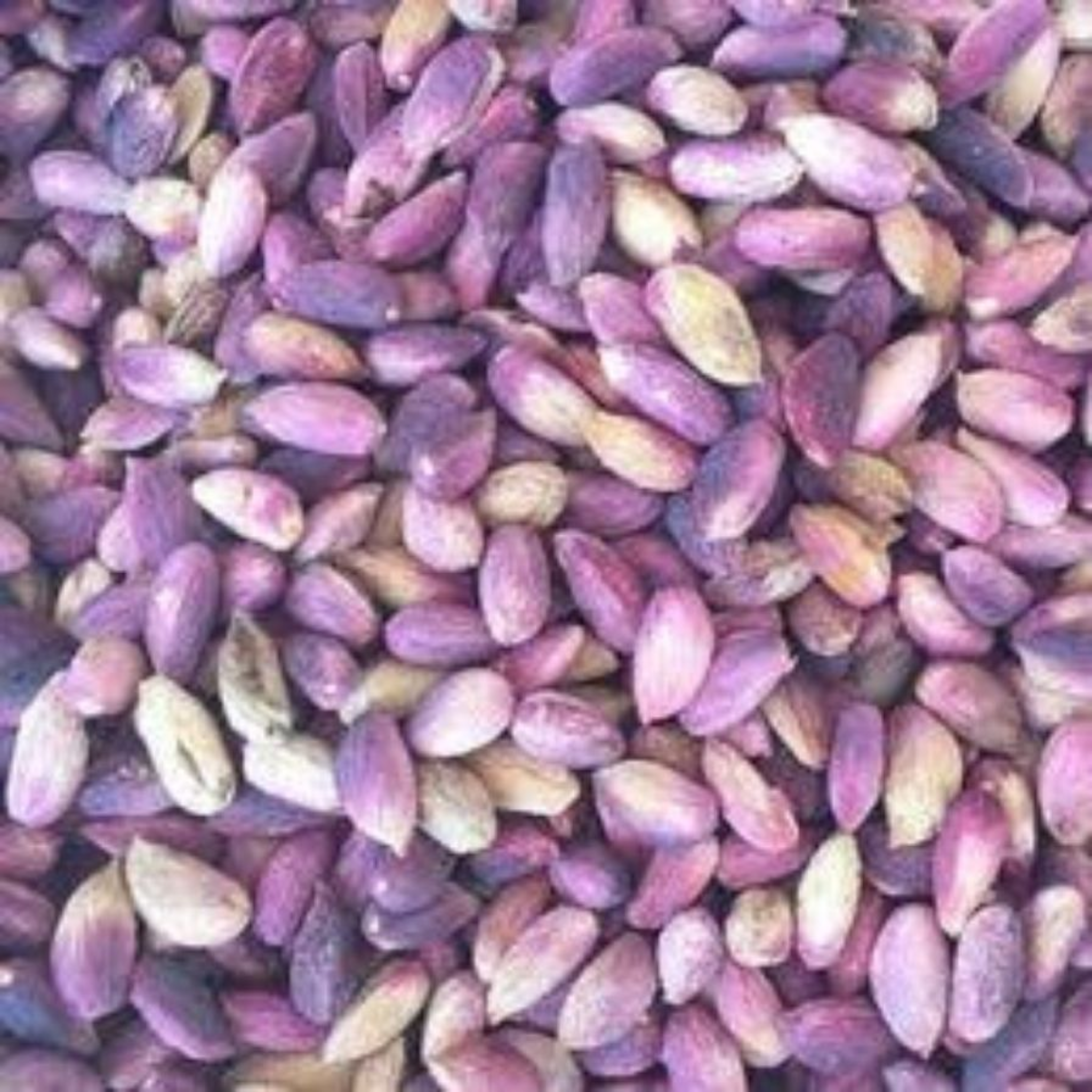 Kuru Fıstık (ağaç altı)